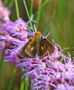 Palmetto Skipper female